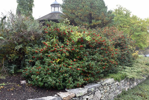  Ilex meserveae Blue Princess 169429 