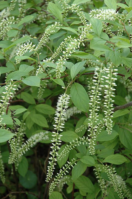 Other Deciduous Itea virginica Henrys Garnet 169447 