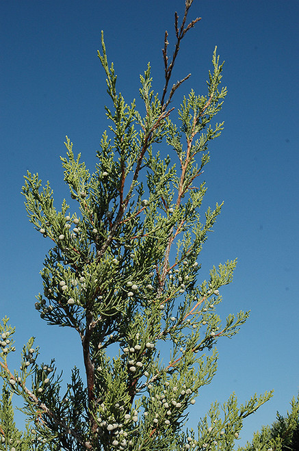 Juniperus chinensis Hetzii Columnaris 169470