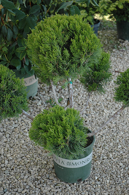 juniperus chinensis robusta green