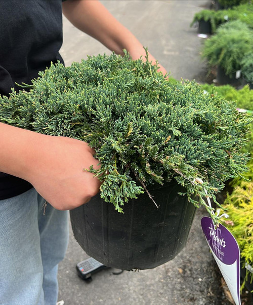 Juniperous Juniperus horizonaltis Wiltonii 169537 