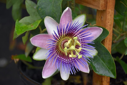 Passion Vine PASSION VINE 10"HB 