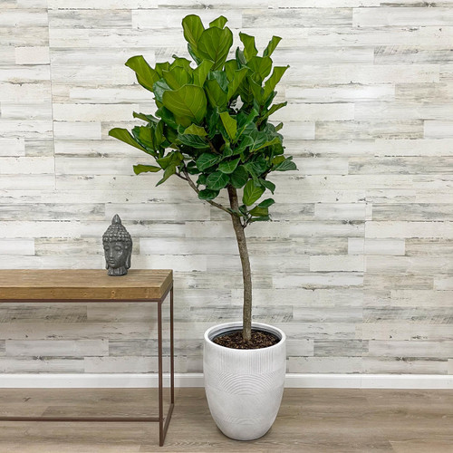 12" & Up Foliage FICUS LYRATA STD 14" 