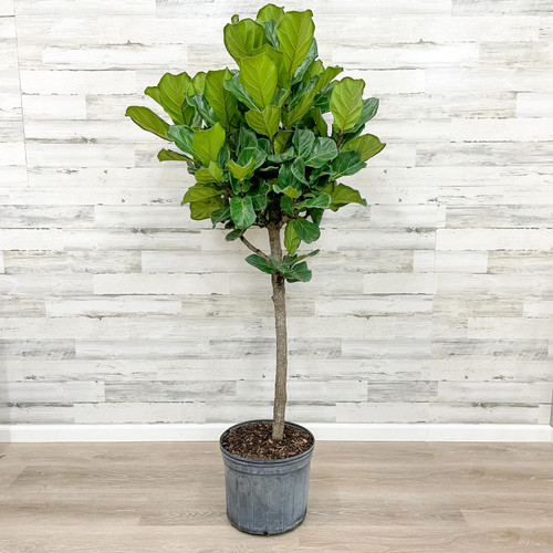 12" & Up Foliage FICUS LYRATA STD 14" 