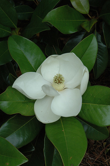 Magnolia grandiflora Edith Bogue 169623