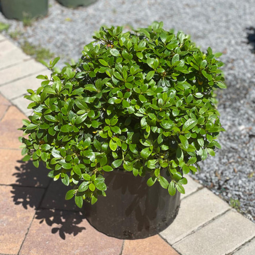 Other Ever. Sh. Osmanthus heterphyllus Goshiki 169645 
