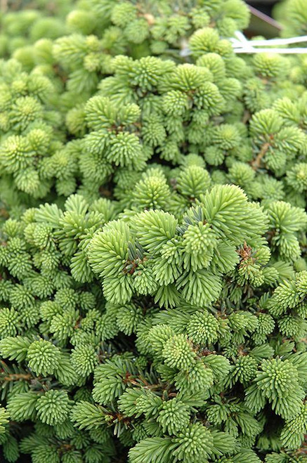  Picea abies Little Gem 169669 