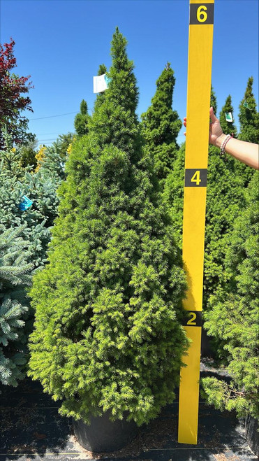  Picea glauca Conica 169698 