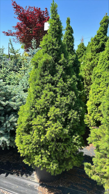  Picea glauca Conica 169698 