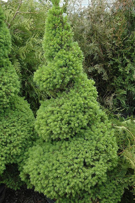  Picea glauca Conica 308360 