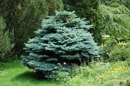 Picea pungens Glauca Globosa 169743