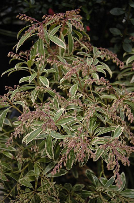  Pieris japonica Flaming Silver 169778 