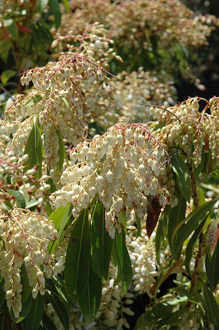 Pieris japonica Forest Flame 169779