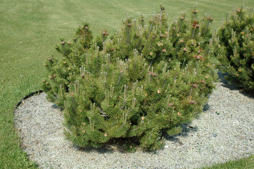 Pinus mugo var. pumilio 169819