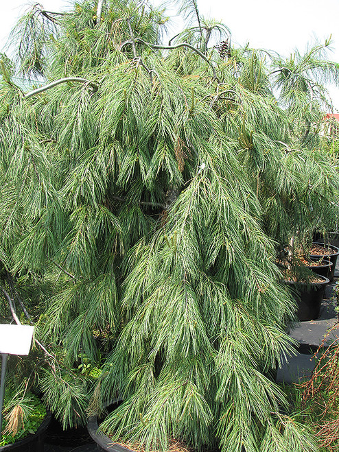 Pinus strobus Pendula 169830