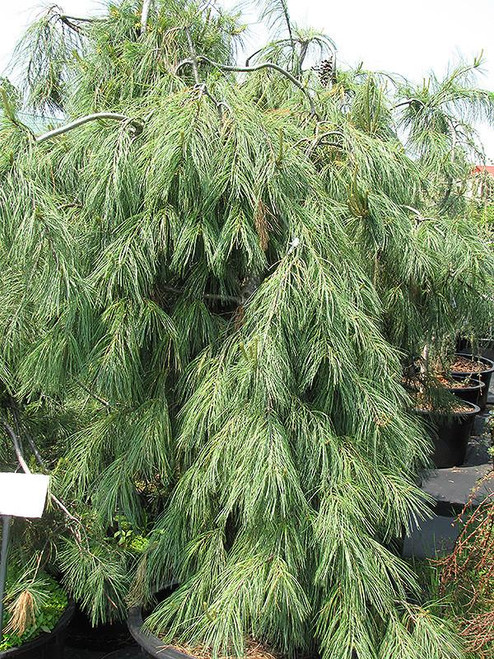  Pinus strobus Pendula 169830 