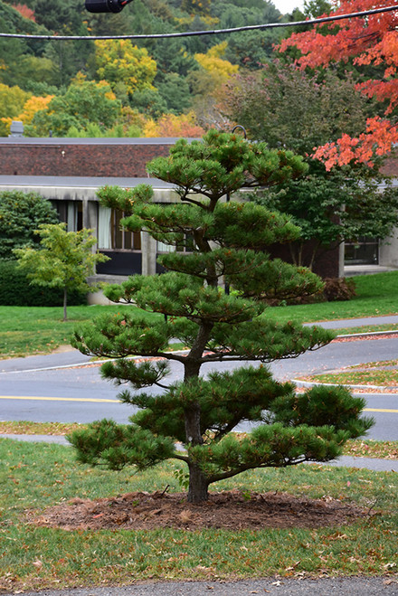 Pinus thunbergii Thunderhead 169851