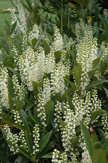 Prunus laurocerasus Sofia 331791