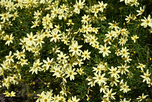 Coreopsis Moonbeam 137625