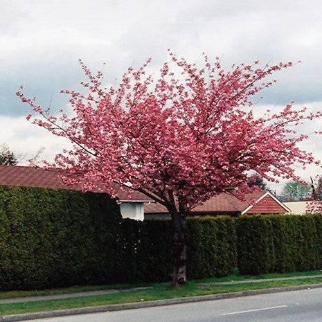 Prunus-tree Prunus serrulata Kwanzan 305833 