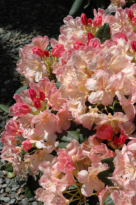 Rhododendron x Percy Wiseman 170013