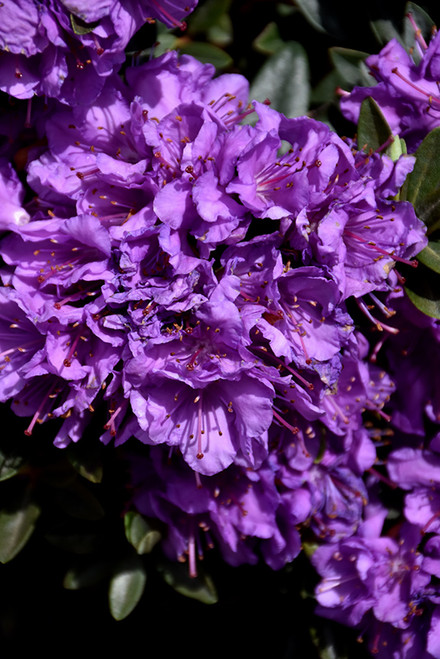 Rhododendron x Purple Gem 170026