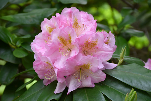 Rhododendron x Scintillation 170052