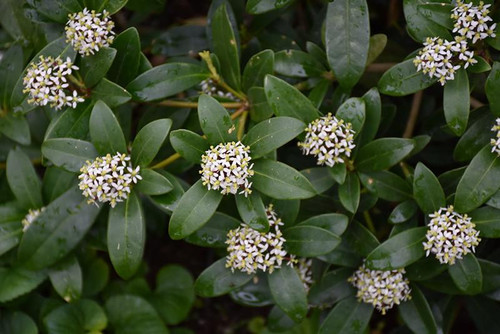 Other Ever. Sh. Skimmia japonica M 170085 