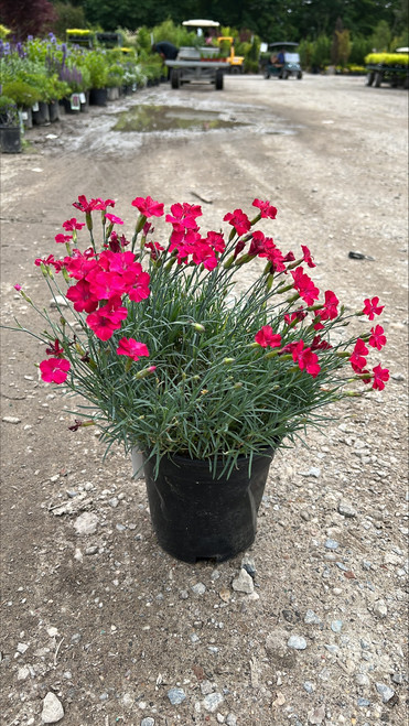 Dianthus Frosty Fire 144214