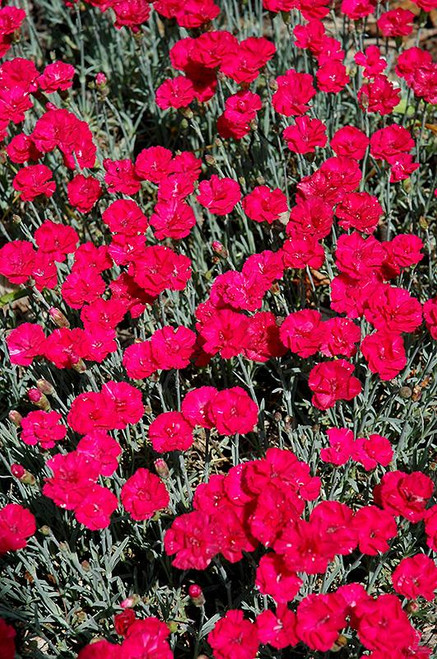  Dianthus Frosty Fire 144214 