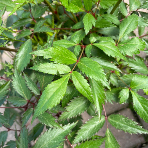  Astilbe japonica Peach Blossom 145389 