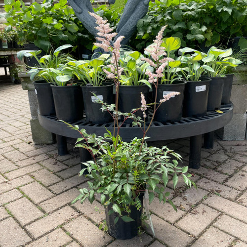  Astilbe japonica Peach Blossom 145389 