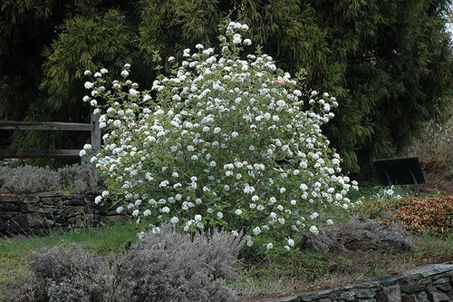  Viburnum carlesii 309501 