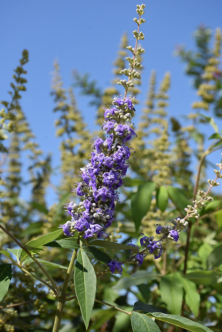 Vitex agnus-castus Shoal Creek 170236