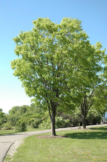Other Dec. Tree Zelkova serrata Green Vase 170255 