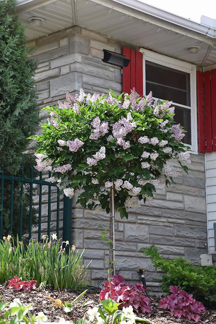  Syringa x hy scentara double blue 171527 
