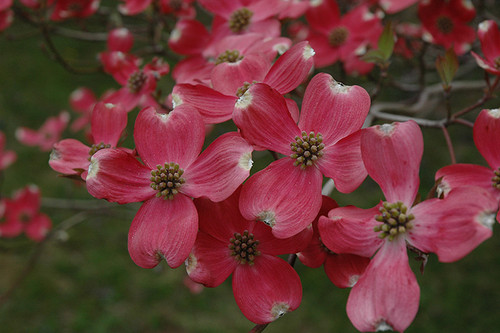 Cornus florida 298 328853