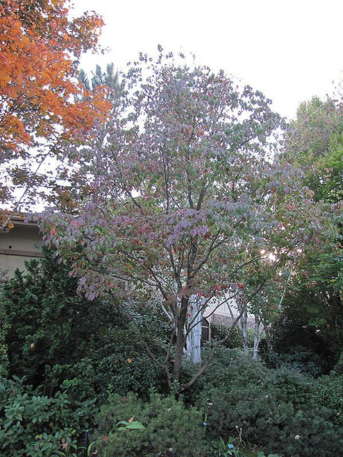  Cornus florida Cherokee Chief 171628 