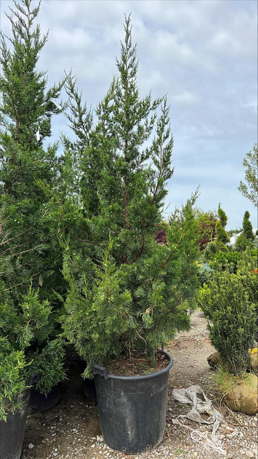 Juniperous Juniperus chinensis Hetzii Columnaris 171681 