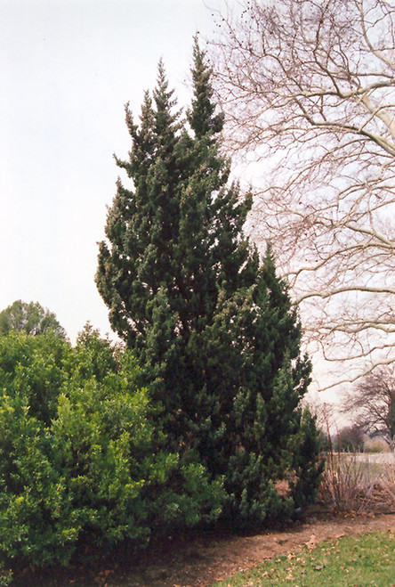 Juniperus chinensis Robusta Green 171682