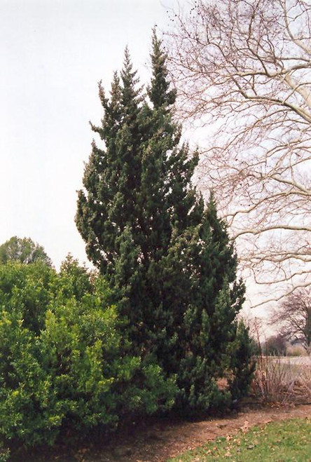 Juniperous Juniperus chinensis Robusta Green 171682 