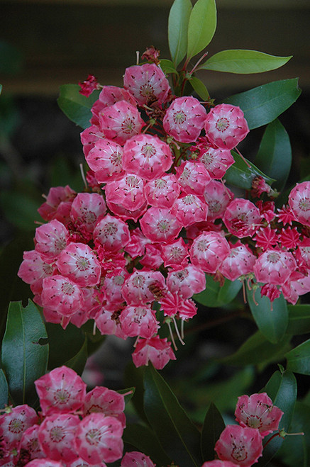 Kalmia latifolia Pink Charm 171702