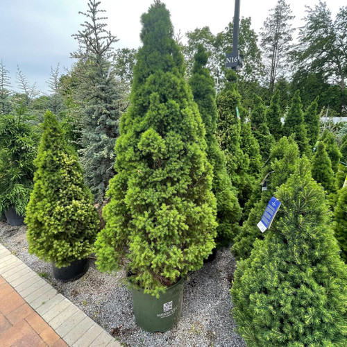  Picea glauca Conica 171715 