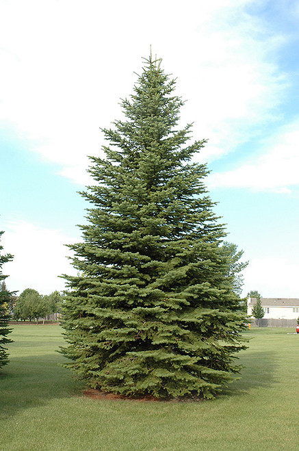 Picea pungens Glauca 171721