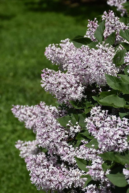  Syringa pubescens patula Miss Kim 171751 