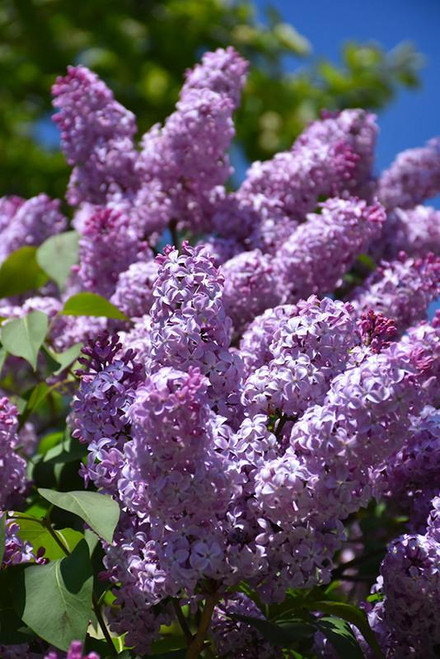  Syringa vulgaris 171753 