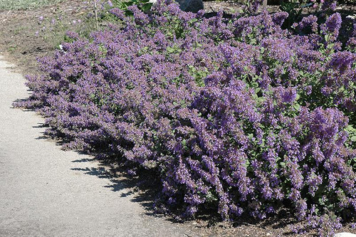 Other Sun Per. Nepeta Walkers Low 172637 