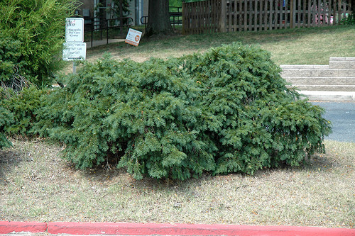 Taxus baccata Repandens 312005