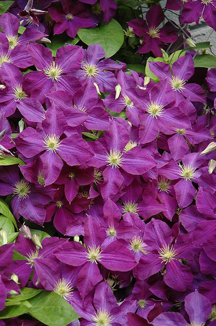  Clematis Jackmanii Superba 206472 