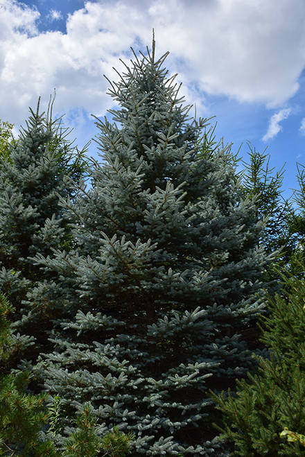 Picea pungens Baby Blue Eyes 221746